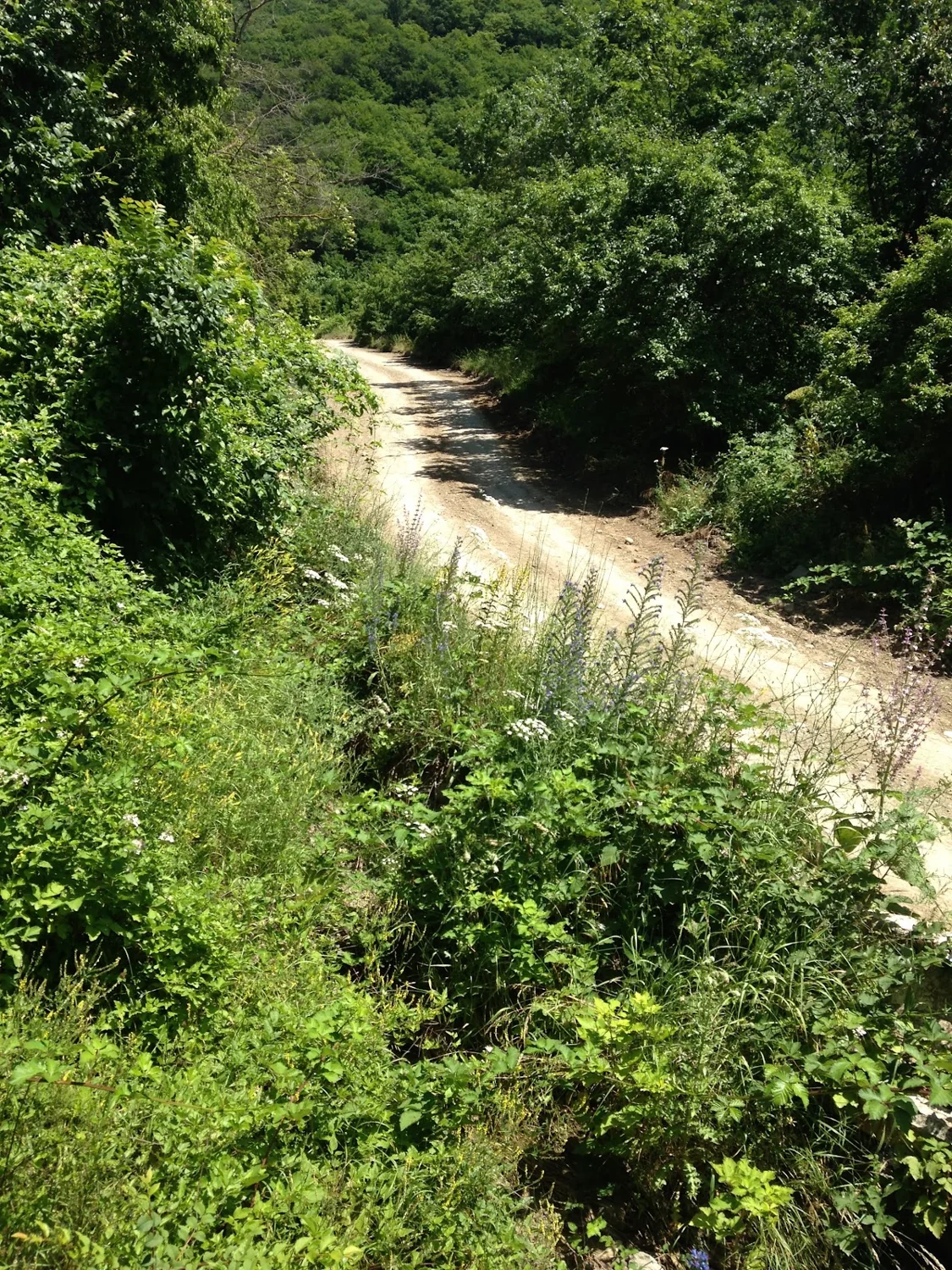 Pale dirt track between dense green trees, seen from above