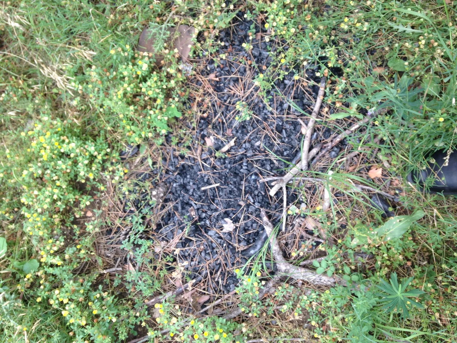 Dark soil and dry stems surrounded by green plants